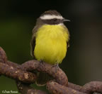 rusty-margined flycatcher